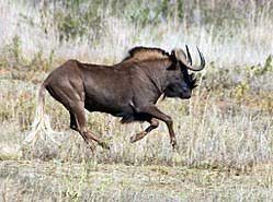 Black Wildebees Hunt