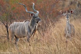 Kudu Hunt