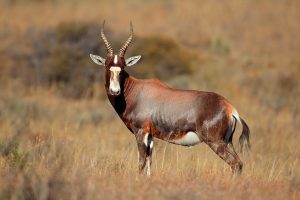 Blesbuck Hunt