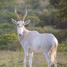 White Blesbuck Hunt