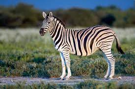 Zebra Hunt