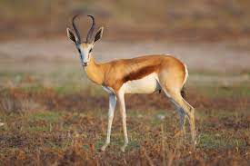 Springbok Hunt