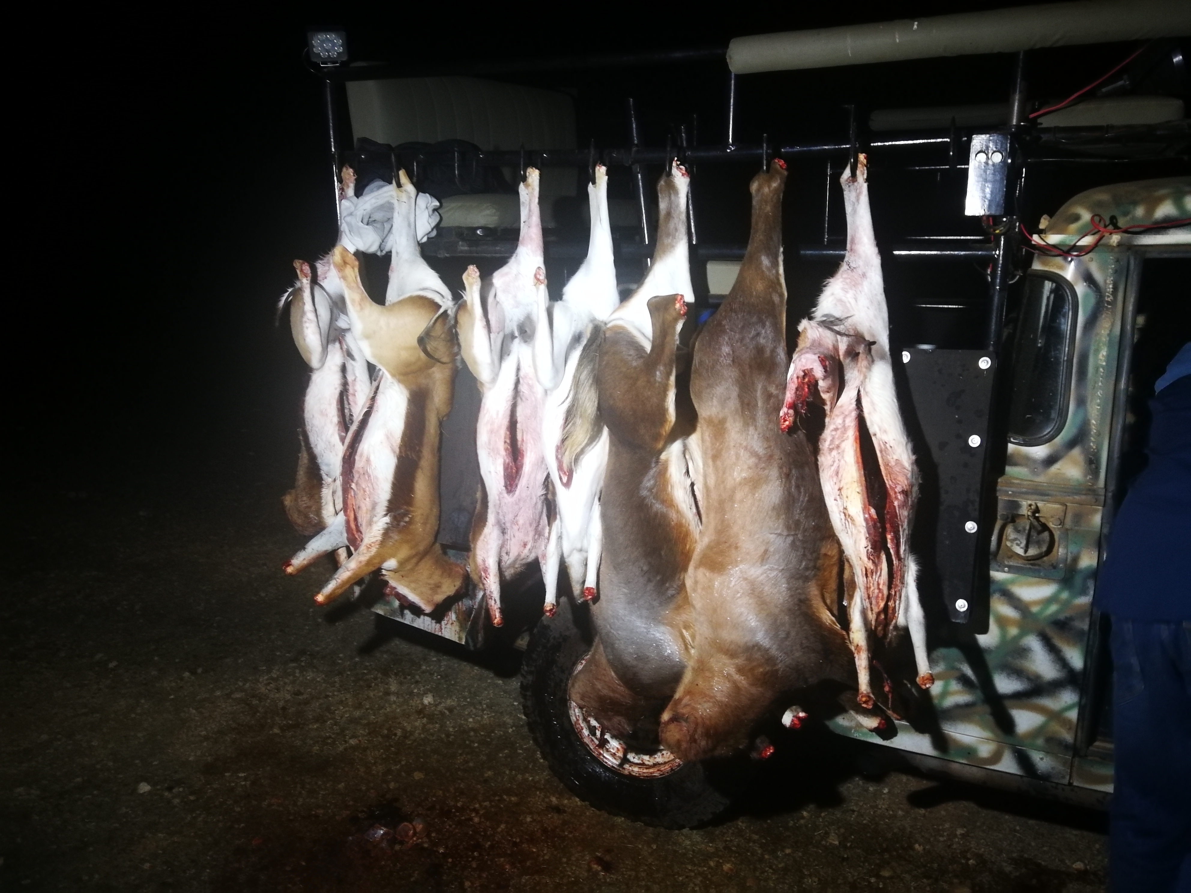 Black Wildebees Hunt