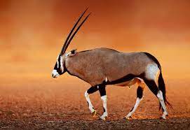 Gemsbok