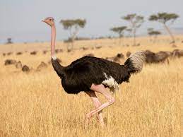 Ostrich Hunt